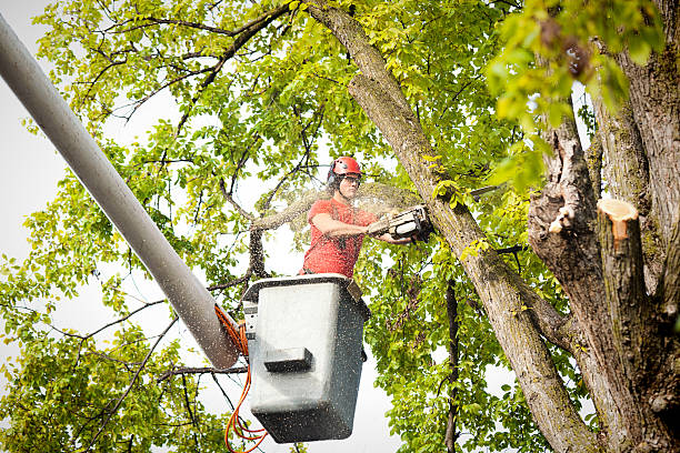 Best Tree Maintenance Programs  in Miami Heights, OH