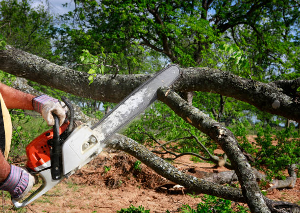 Best Emergency Tree Removal  in Miami Heights, OH